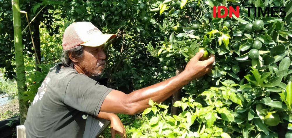 Agrowisata kebun jeruk di Bantul siap dibuka saat libur Lebaran mendatang (IDN Times/Daruwaskita)
