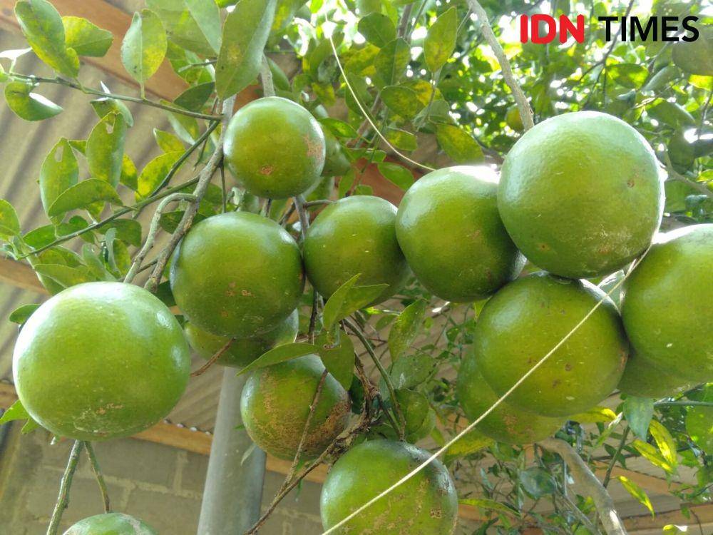 Agrowisata kebun jeruk di Bantul siap dibuka saat libur Lebaran mendatang (IDN Times/Daruwaskita)