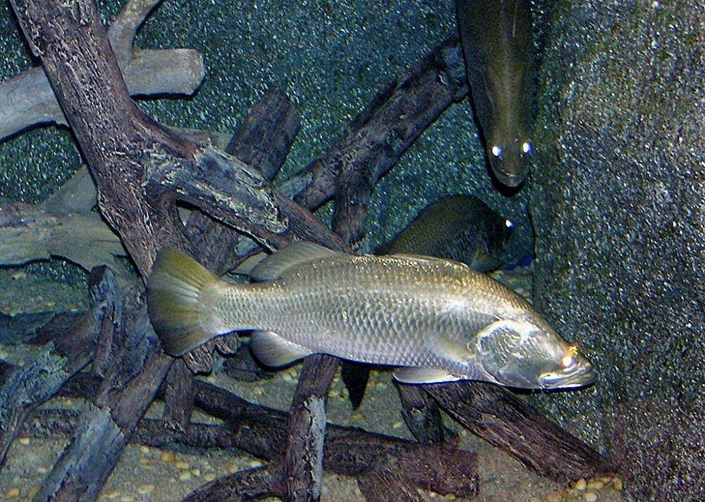 ilustrasi ikan barramundi (commons.wikimedia.org/Nasser Halaweh)