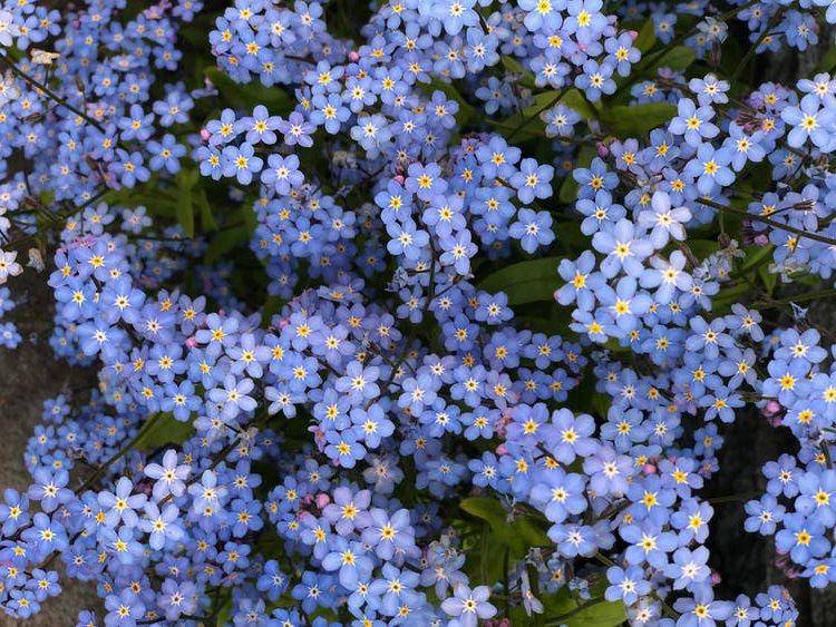 ilustrasi bunga forget me not (pexels.com/Jasmiina Vainio)