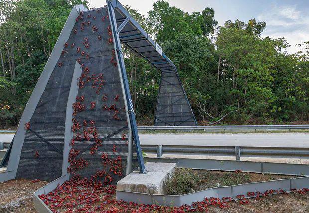 10 Jembatan Unik Khusus Hewan, Ada untuk Kepiting hingga Salamander