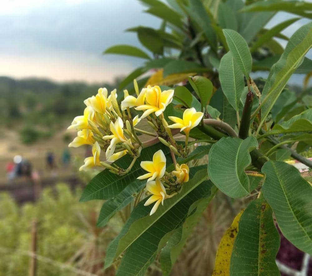 Kebun Raya Batam (instagram.com/afri_aslam)