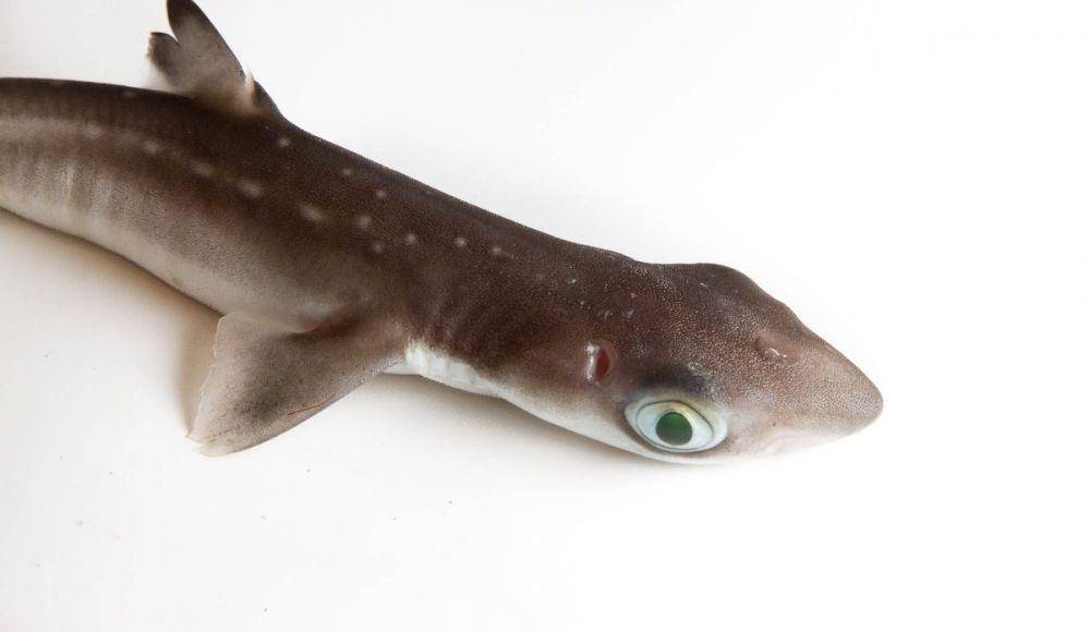 ilustrasi dogfish (hi.no)