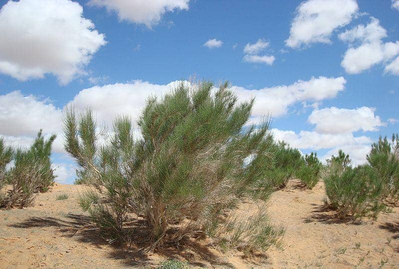 ilustrasi pohon saxaul muda di gurun (commons.wikimedia.org/Arabsalam)