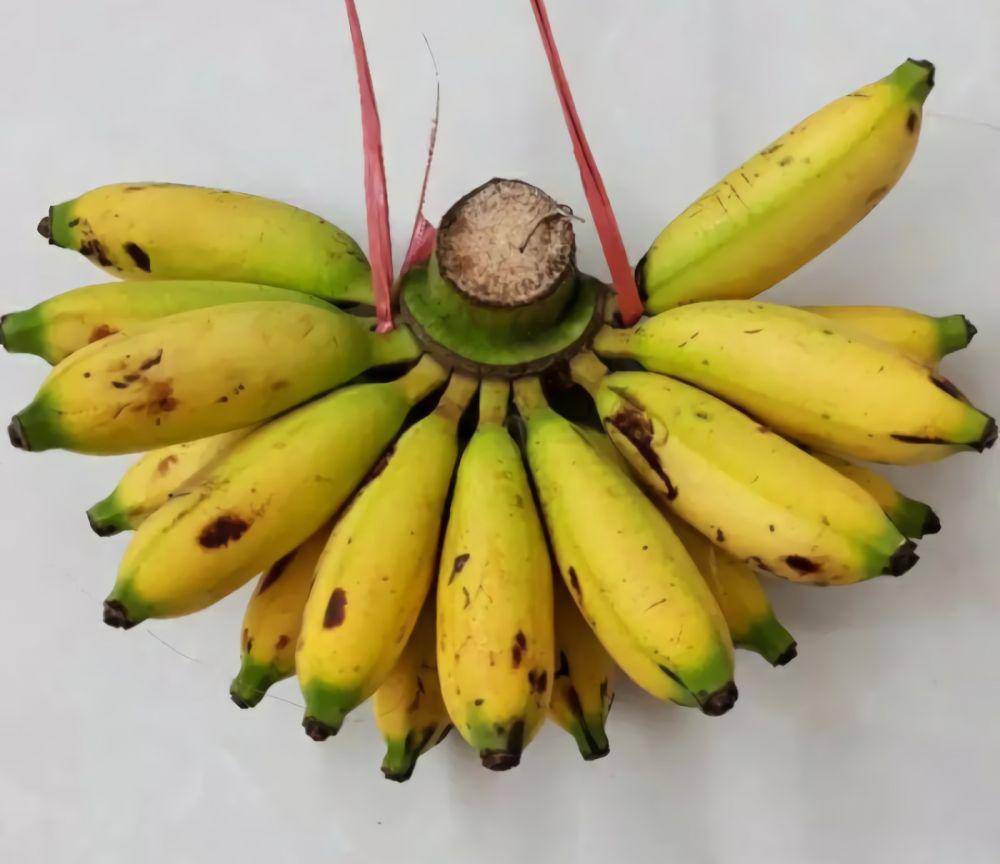 pisang lampung. (tokopedia.com)