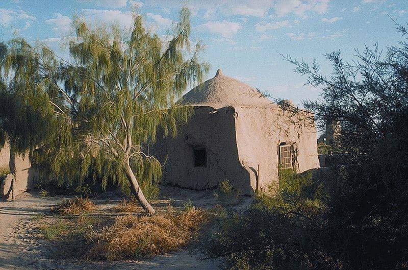 ilustrasi pohon saxaul muda (commons.wikimedia.org/Asienkenner)