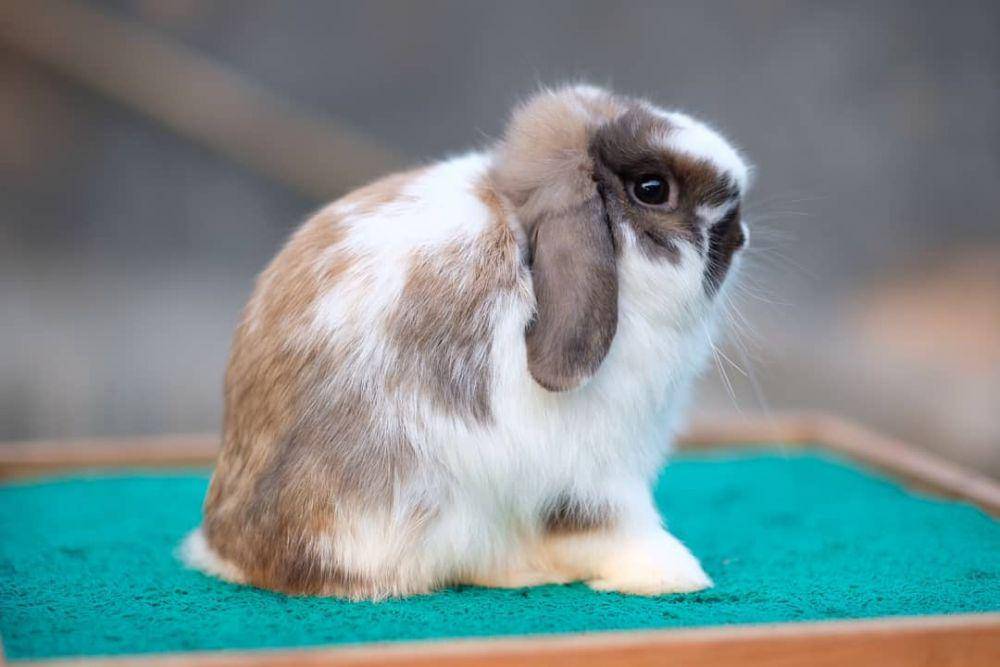 kelinci holland lop (instagram.com/hollandlop.salatiga)