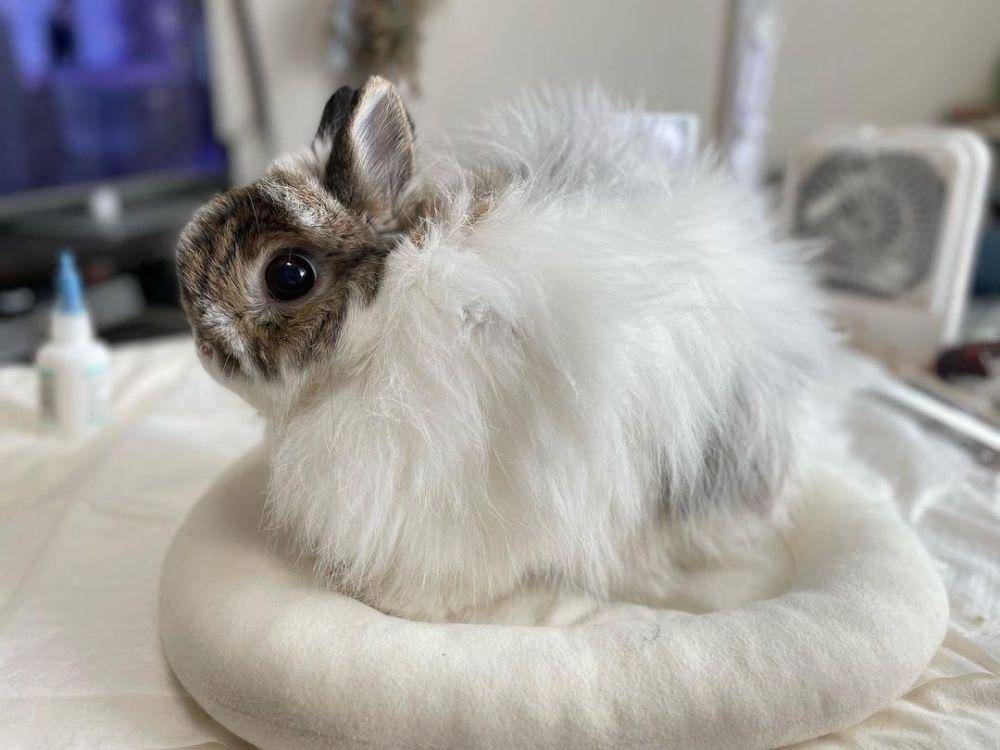 kelinci jersey wooly (instagram.com/lure_78)