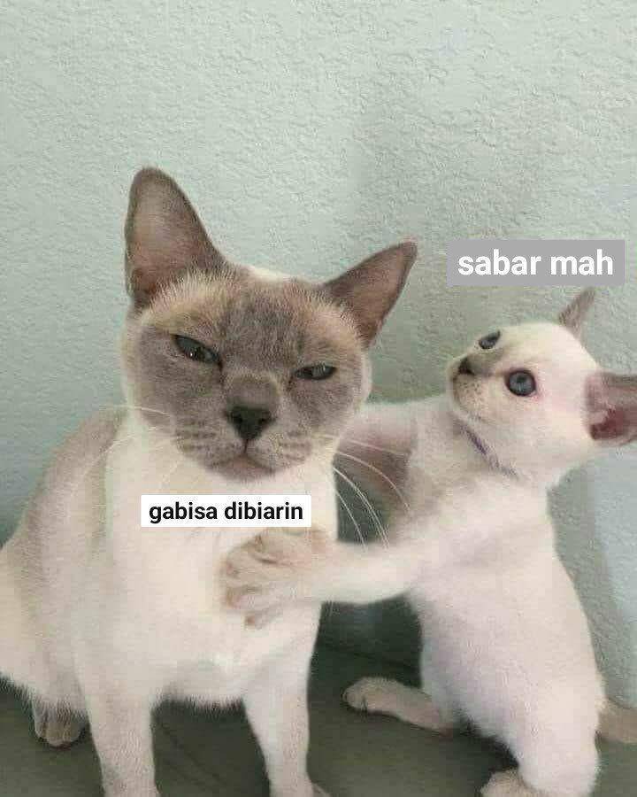 meme bergelut (twitter.com/awakeinluv)