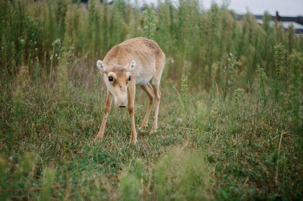 ilustrasi antelop saiga (unsplash.com/Dasha Urvachova)