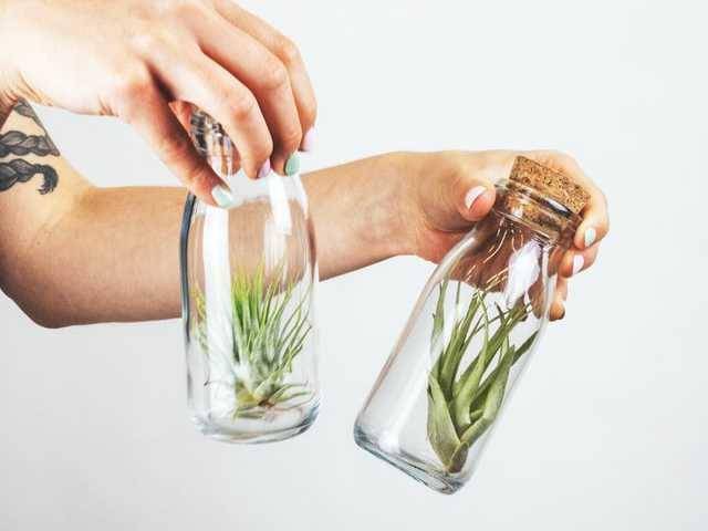 ilustrasi air plant (unsplash.com/@feeypflanzen)