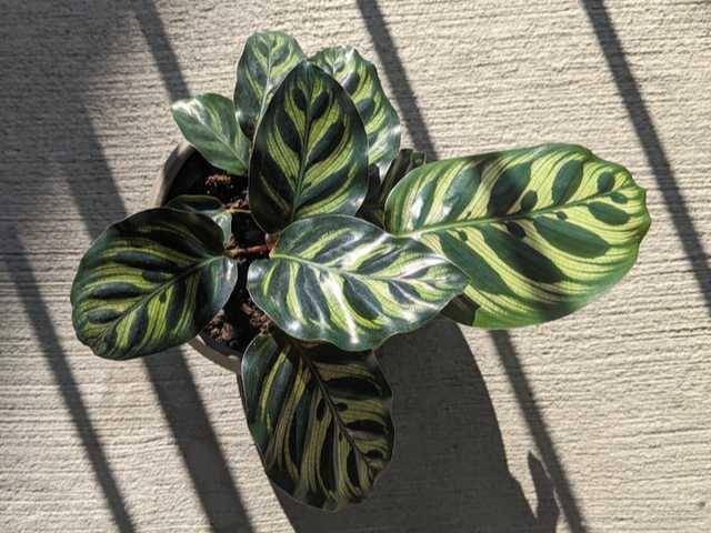 ilustrasi Calathea peacock (unsplash.com/@kae)