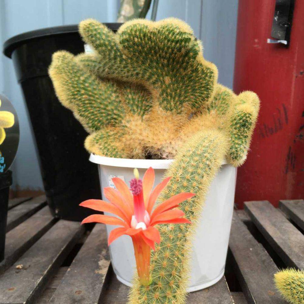 ilustrasi crested rats tail cactus (gardentags.com)