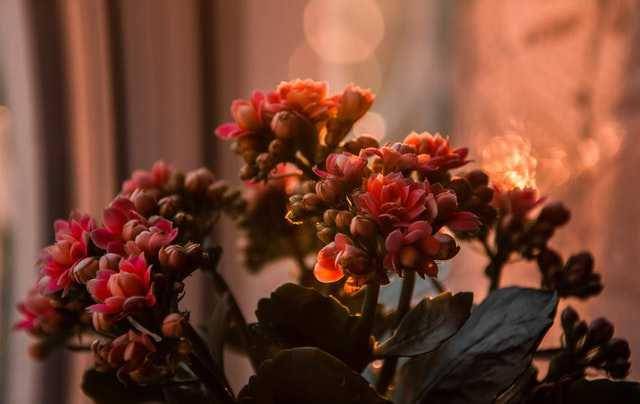 ilustrasi kalanchoe (pexels.com/Irina Iriser)