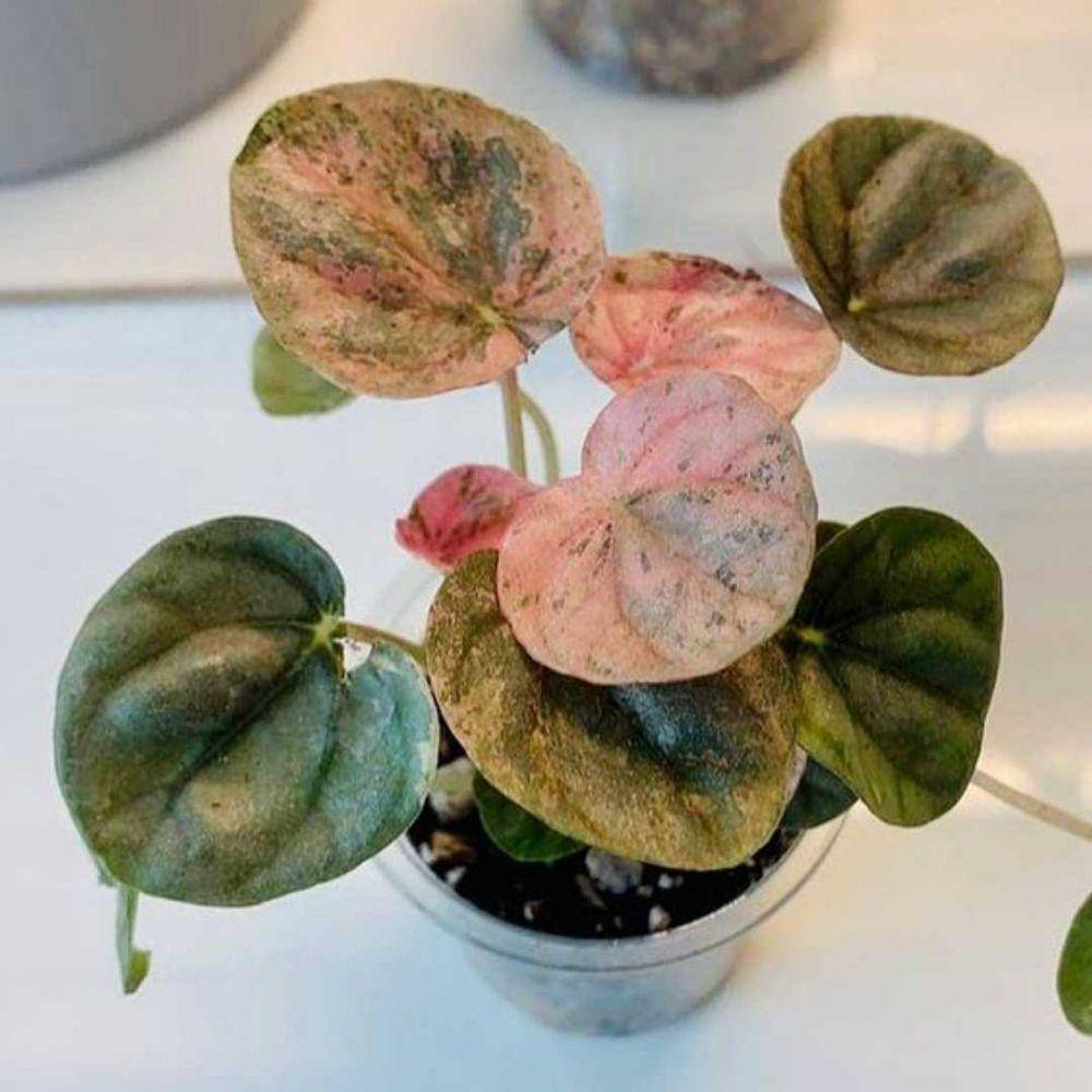 ilustrasi pink lady peperomia (teakandterracotta.com)