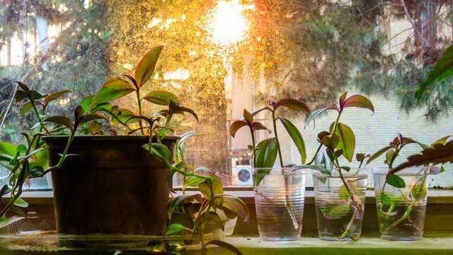 ilustrasi tradescantia (unsplash.com/Naeem shahrizadegan)
