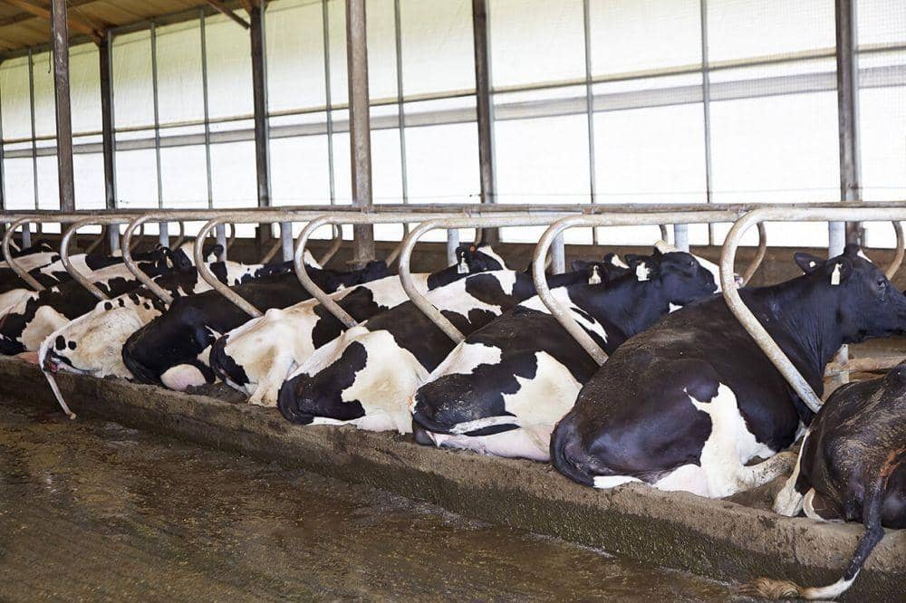 Aktivitas peternakan sapi di PT Greensfields Indonesia. greenfieldsdairy.com