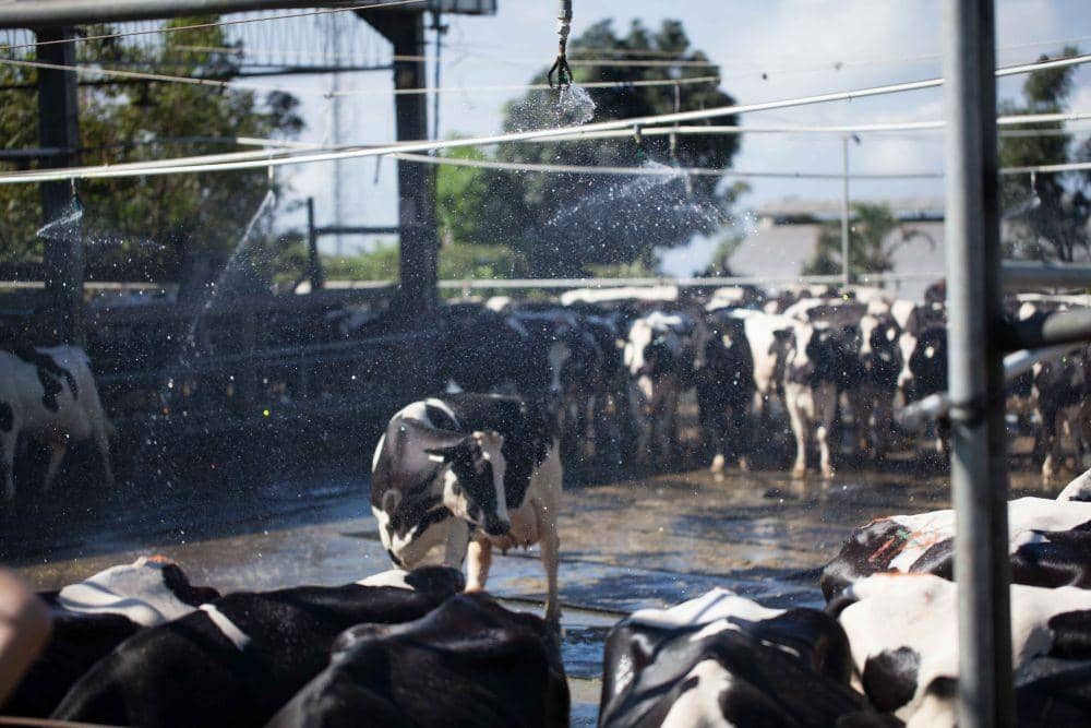Aktivitas peternakan sapi di PT Greensfields Indonesia. greenfieldsdairy.com