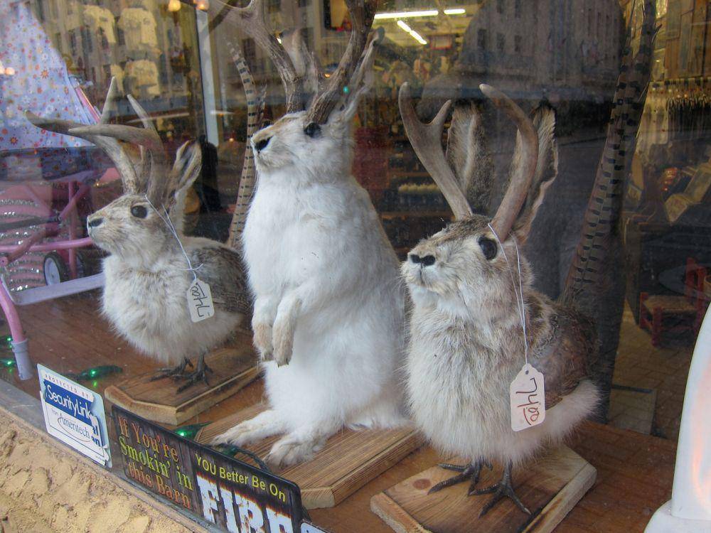 toko wisata jackalope di Alamo Square (pxhere.com)