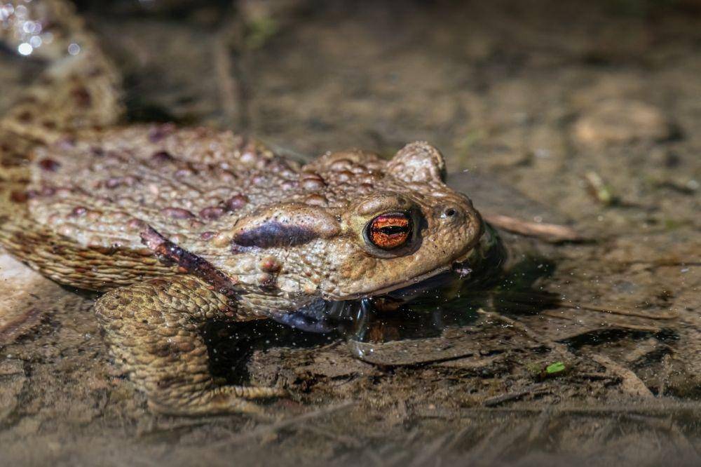 ilustrasi bullfrog (pexels.com/Erik Karits)