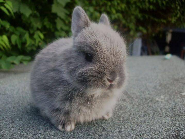 kelinci netherland dwarf (netherlanddwarfbunny.com)