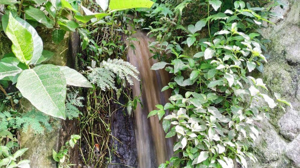 Air sungai yang tercemar limbah kotoran PT Greensfields Indonesia. IDN Times/ istimewa