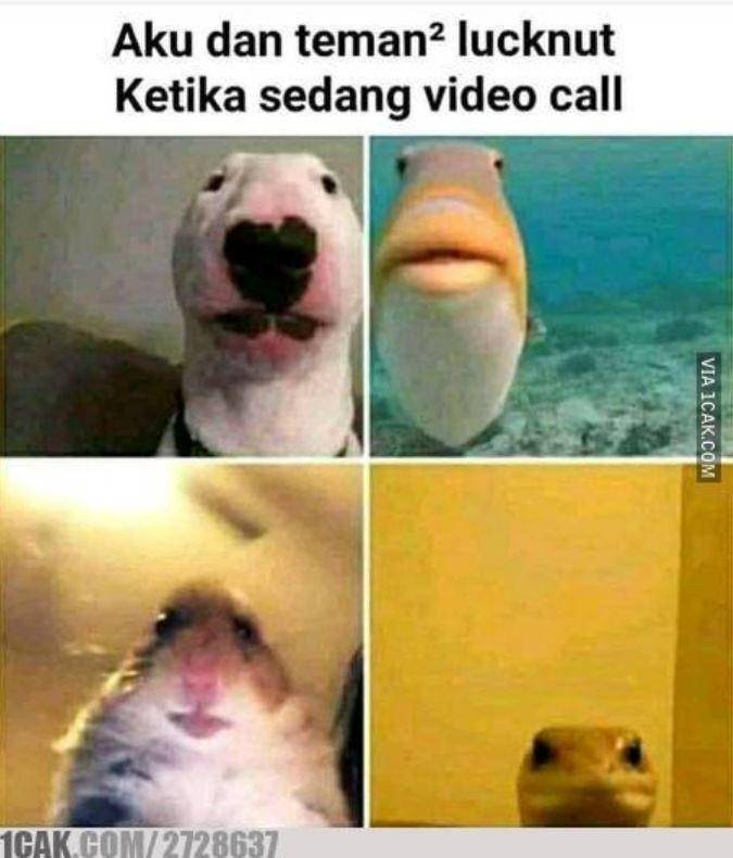 meme video call (1cak.com)