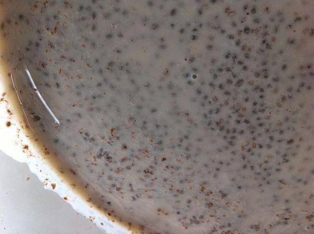 potret chia seed (commons.wikimedia.org/Parenting Patch)
