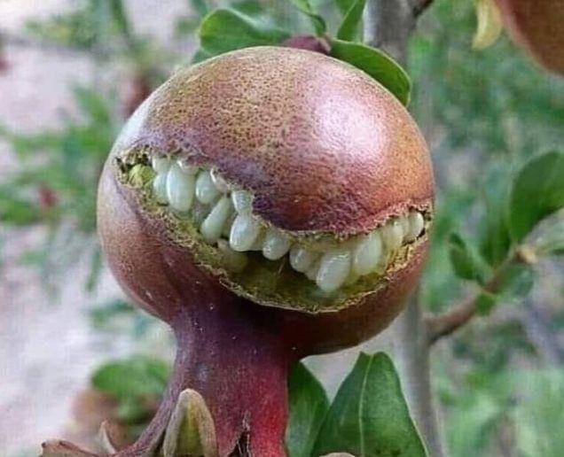 buah unik dan gak biasa (instagram.com/recehtapiviral)