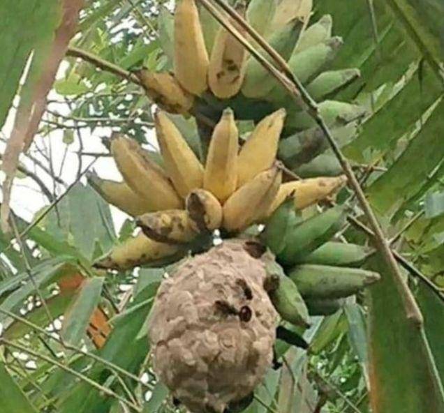 buah unik dan gak biasa (instagram.com/recehtapiviral)
