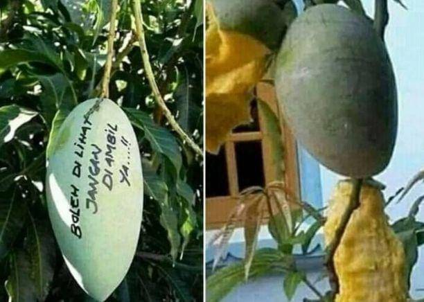buah unik dan gak biasa (instagram.com/sukijan)