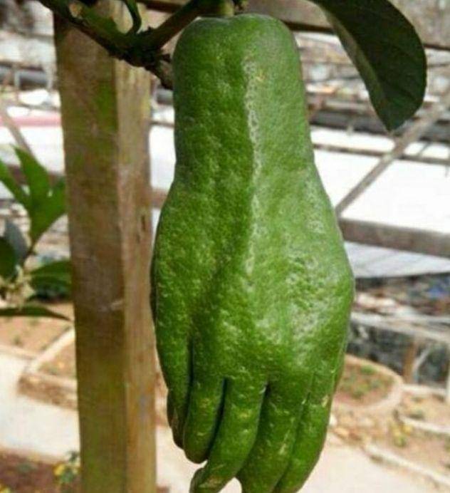 buah unik dan gak biasa (instagram.com/sukijan)