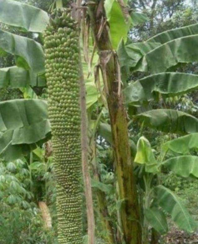 buah unik dan gak biasa (instagram.com/sukijan)