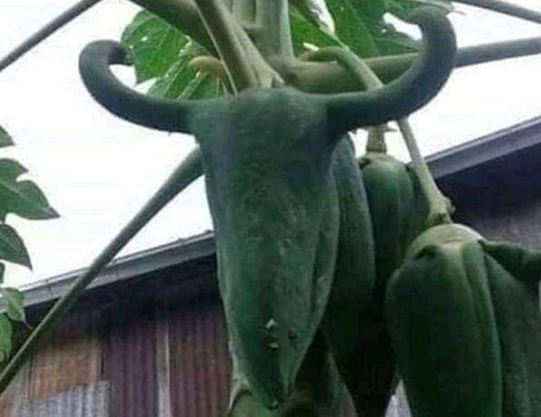 buah unik dan gak biasa (instagram.com/awreceh)