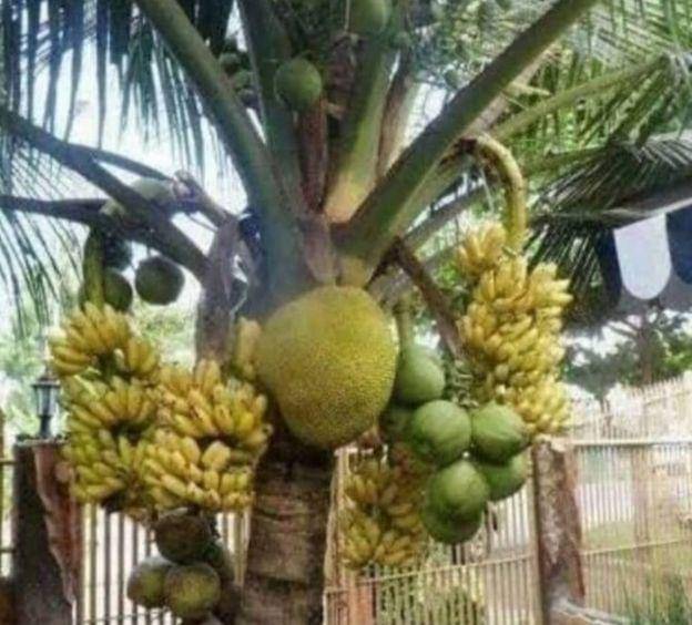 buah unik dan gak biasa (instagram.com/recehtapiviral)
