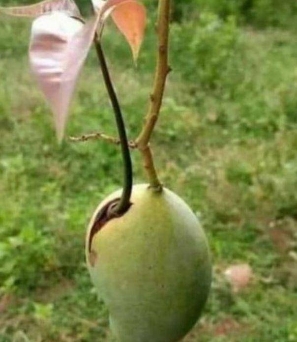 buah unik dan gak biasa (instagram.com/awreceh)