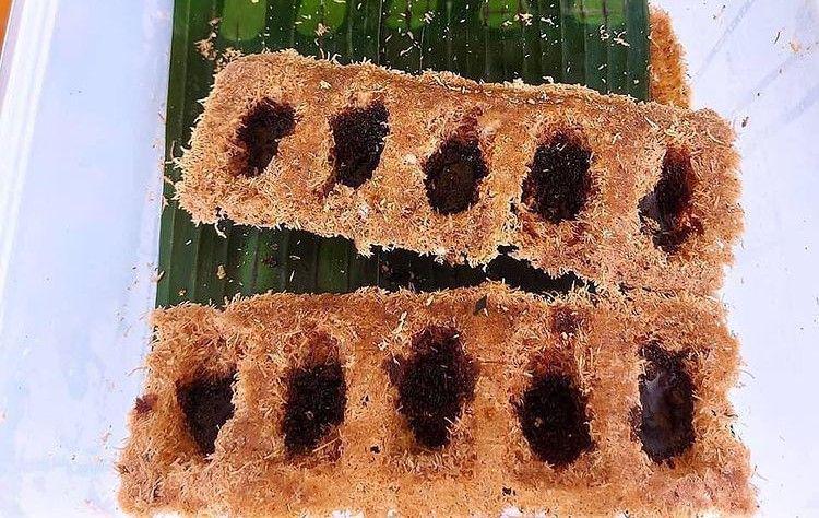 10 Kue Tradisional Berbahan Dasar Tepung Sagu, Manisnya Candu!