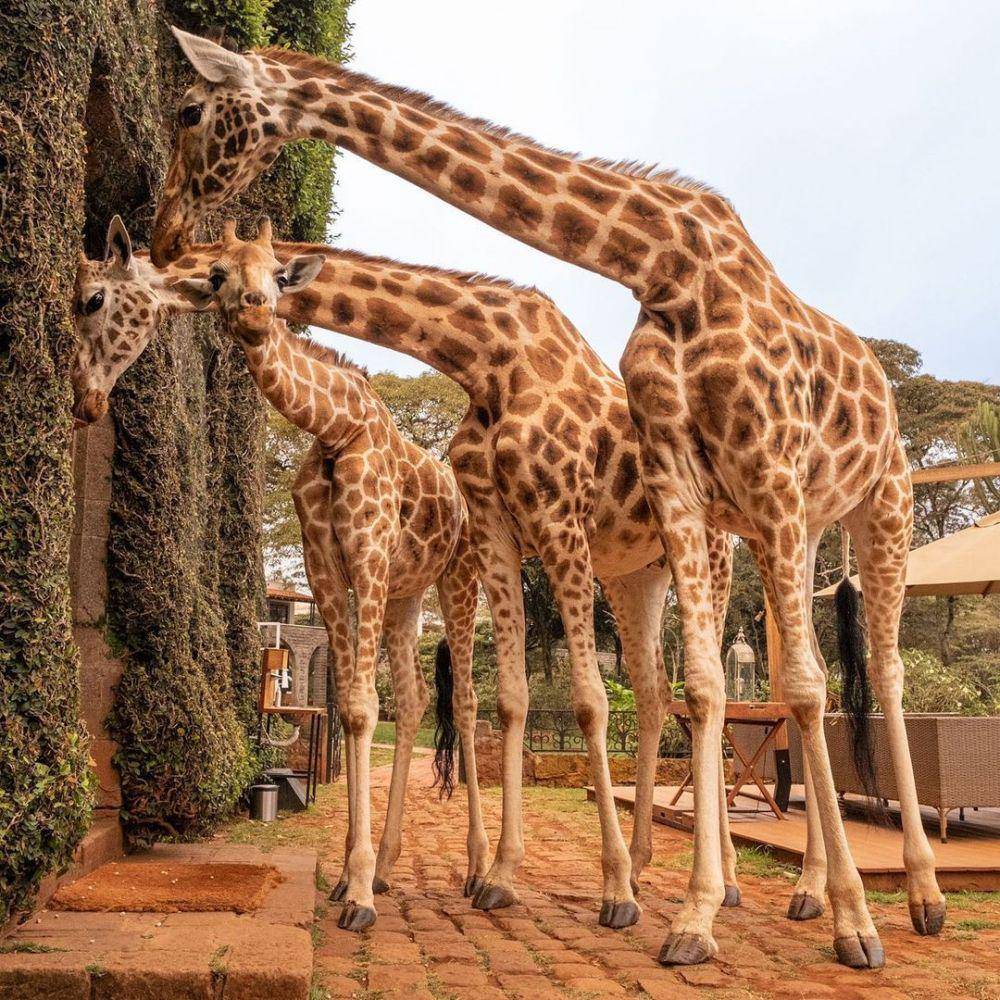 Giraffe Manor (instagram.com/thegiraffemanor)