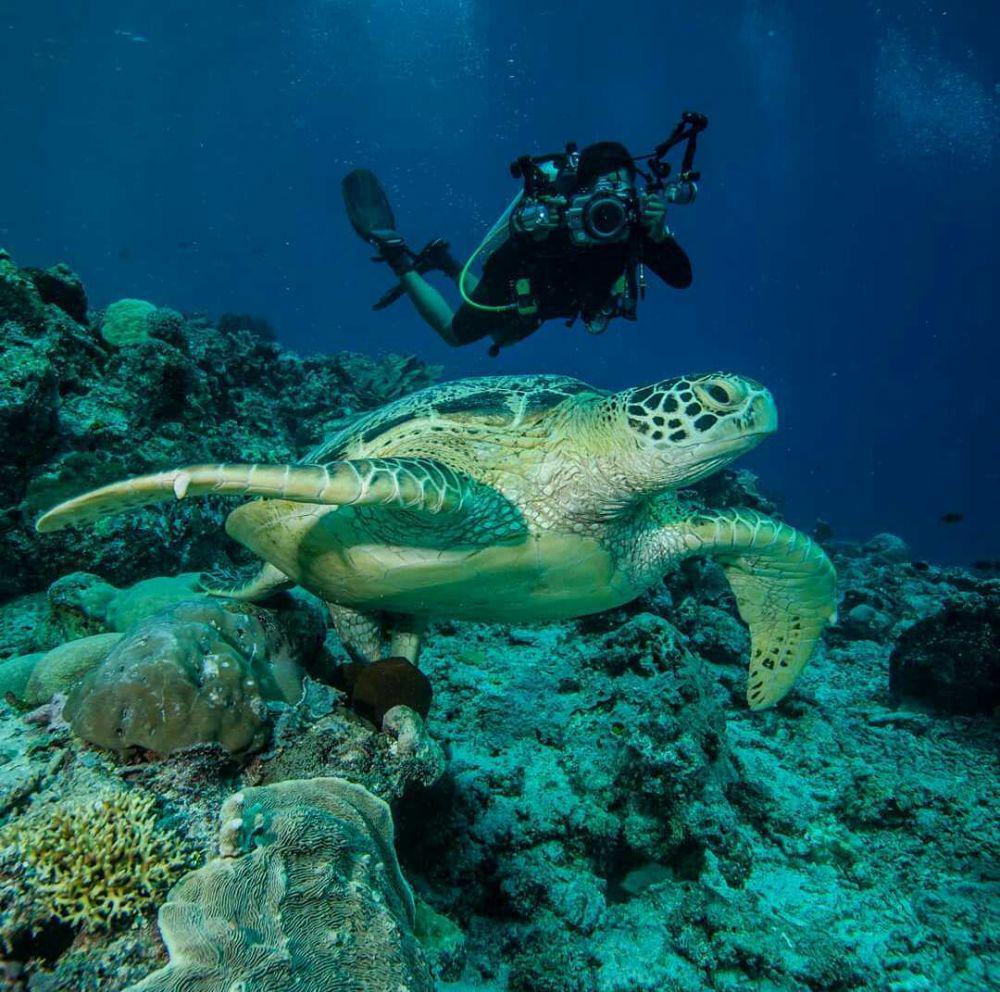 10 Potret Pulau Maratua, Indah dan Eksotis bak di Maldives!