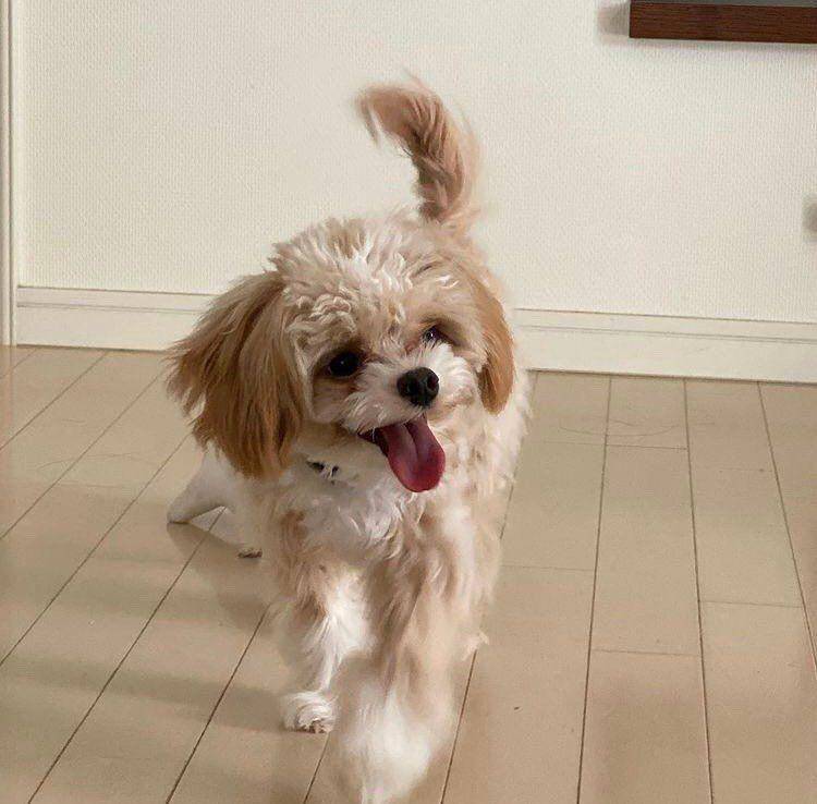 Anjing NI-KI yang bernama Bisco (twitter.com/ENHYPEN_members)