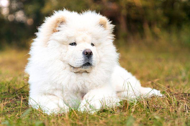 Chow chow (dailypaws.com)