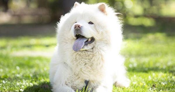 5 Spesies Anjing yang Memiliki Lidah Biru, Unik dan Menggemaskan!