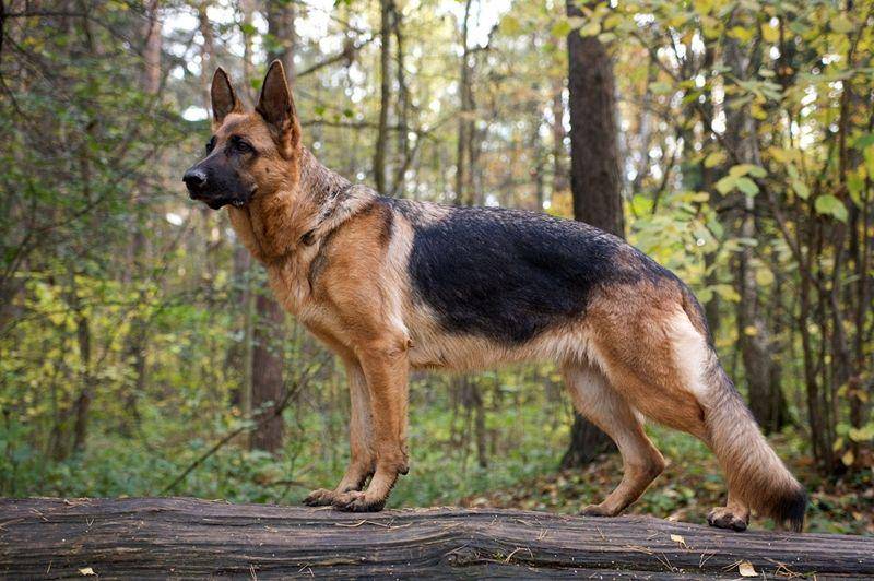 German shepherd (dailypaws.com)