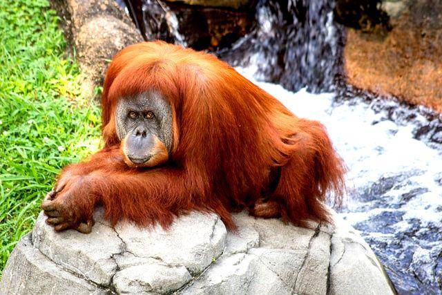 gambar orangutan di kebun bintang (unsplash.com/Joshua J. Cotten)
