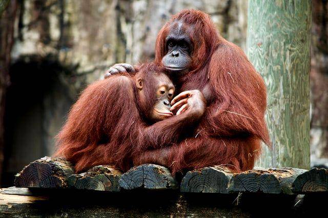 Orangutan betina hanya melahirkan delapan tahun sekali. (unsplash.com/Dan Dennis)