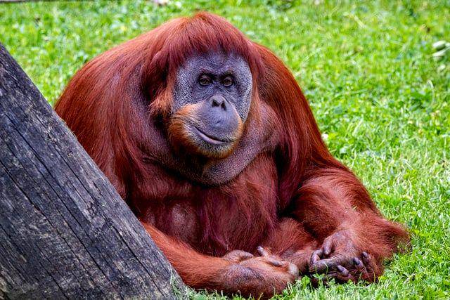 Orangutan adalah primata asli Indonesia yang bisa ditemukan di Kalimantan, dan Sumatera. (unsplash.com/Joshua J. Cotten)