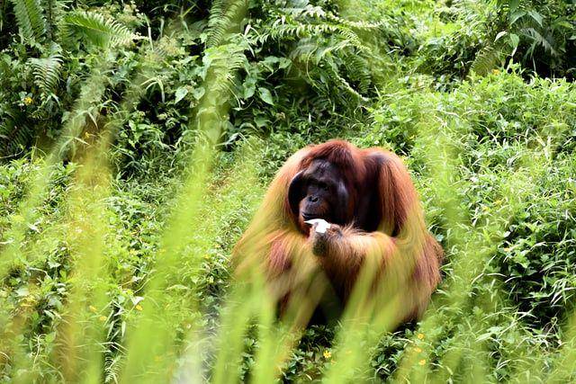 Orangutan bisa hidup selama 35 sampai 60 tahun. (unsplash.com/Simone Millward)
