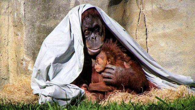 Kesamaan DNA antara orangutan dan manusia mencapai 97 persen. (unsplash.com/Joshua J. Cotten)