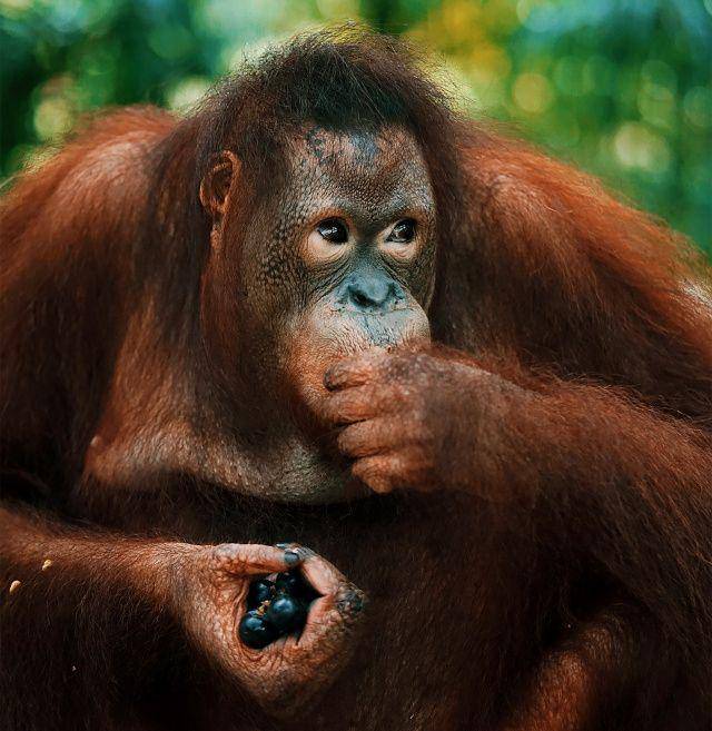 Orangutan berjasa dalam menyebarkan biji buah yang akhirnya tumbuh menjadi pohon baru. (unsplash.com/Rendy Novantino)