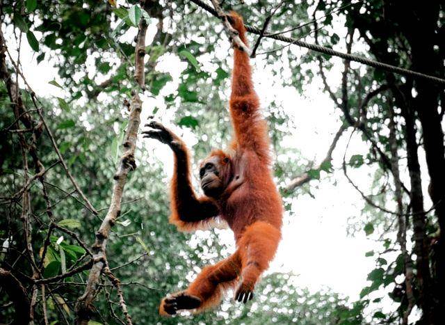 Jika direntangkan, lengan orangutan bisa mencapai 2,2 meter. (unsplash.com/Pat Whelen)